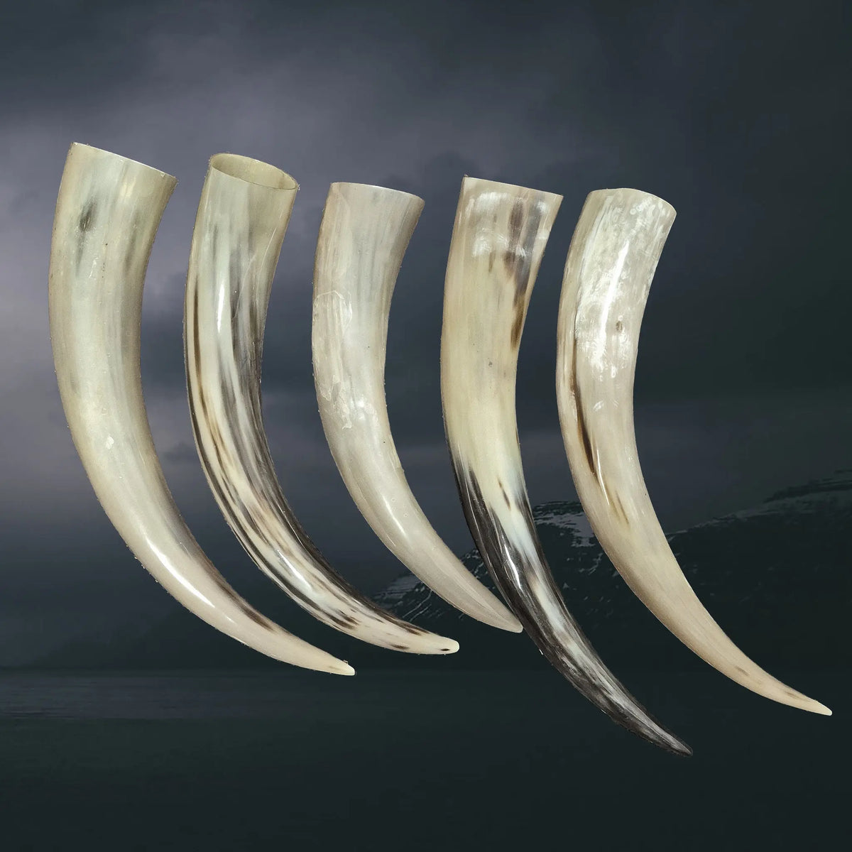 Long and Slender Polished Viking Drinking Horns Examples